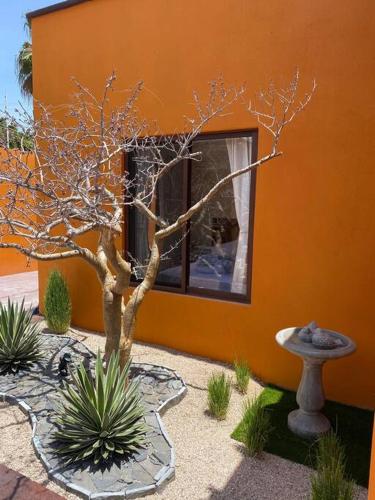 CASA LOS MANGOS todo santos in Todos Santos, Mexico