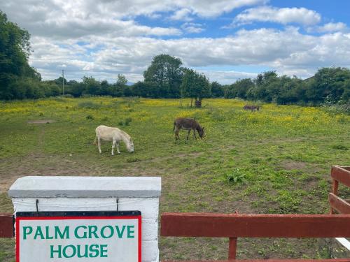 Palm Grove B&B in Cashel