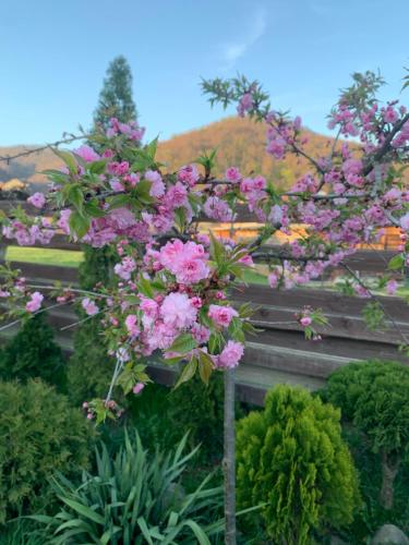 Rimma Шешори - image 8