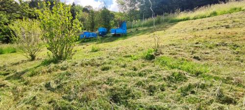 Dārzs, Ferienwohnung fleißige Biene in Steinbach (Thuringia)