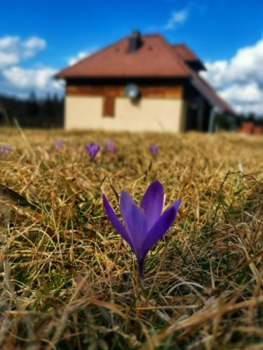 Planinska kuća Maksimović (Planinska kuca Maksimovic) in Zaugline