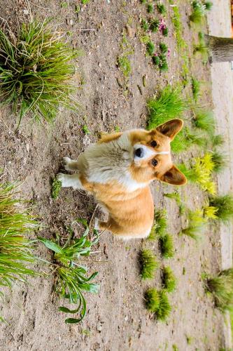 Bosrust Bungalow in Taalstraat en omgeving