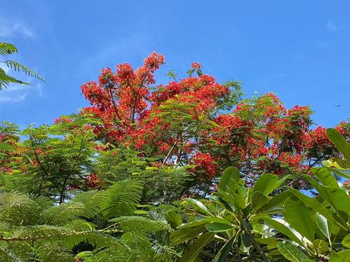 Green Tree Cottage 2