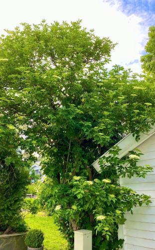 Down town apartment with outside area in villa in Kristiansand