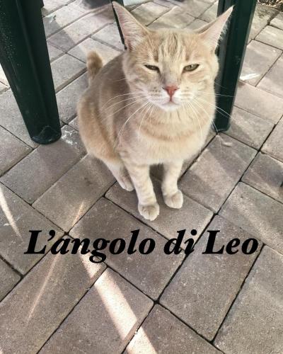. L'Angolo di Leo
