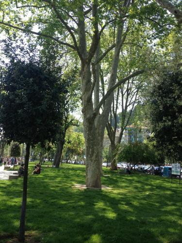 Inin Bebek - image 4