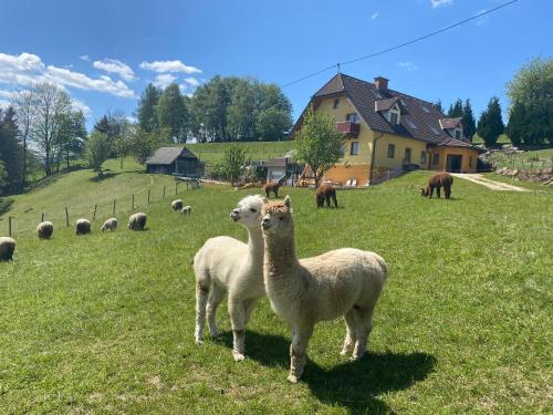 Biohof Kroisleitner Ferienwohnung Rundumblick in Sankt Jakob im Walde, Österreich