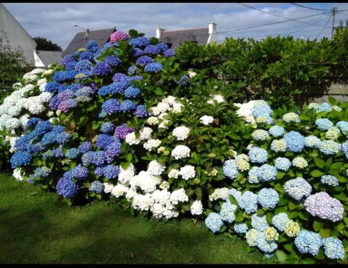 les hortensias in Loc-Brevalaire (Bretagne)