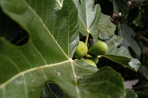 LovelyStay - The Fig Tree House, Porto (fotografie 4)