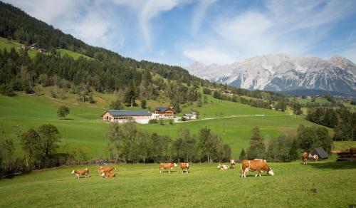 Rojerhof, Schladming (zdjęcie 6)
