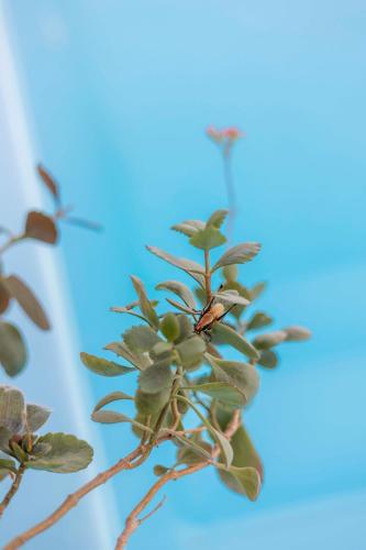 Villa Tranquility Villa Tranquility