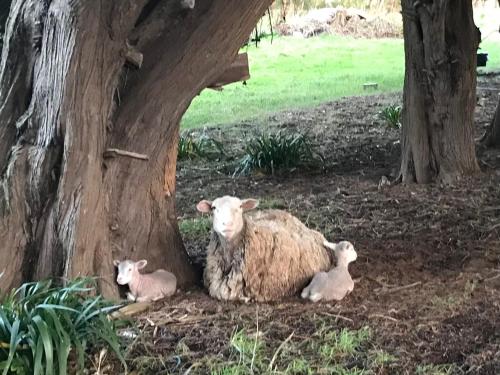 Langleys Port Campbell Hobby Farm in أخرى