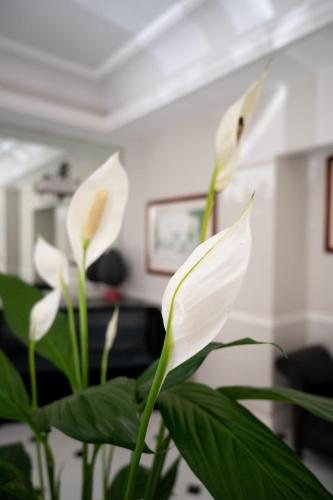 Ludovisi Palace Hotel - image 12