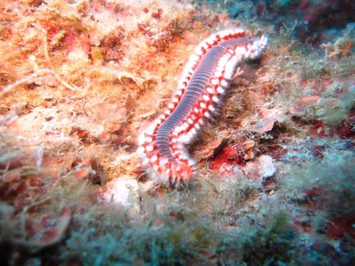 Oriente Camere Oriente Camere