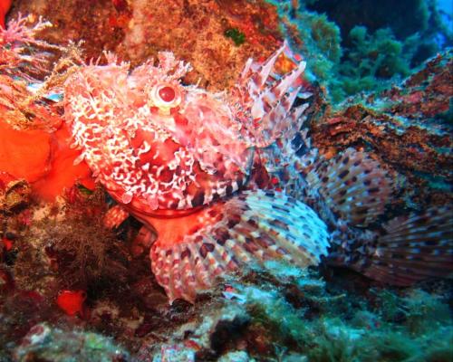 Oriente Camere Oriente Camere