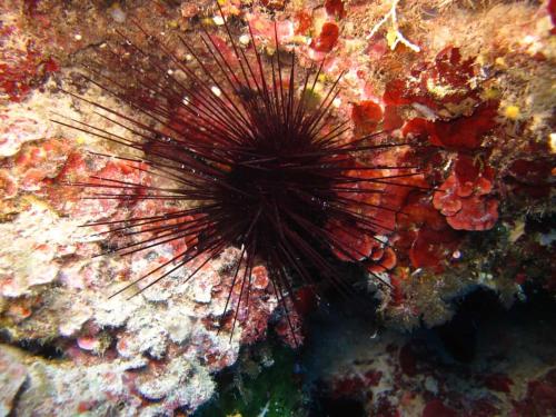 Oriente Camere Oriente Camere