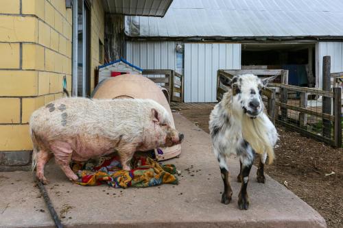Historic Honesdale Cabin on Farm and Animal Rescue! in Honesdale, USA