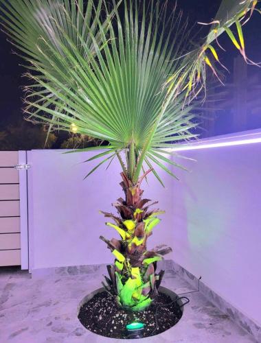 SUN SEA No 7 first line