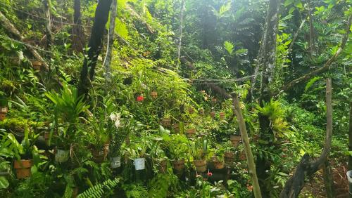 Domaine Damouw in Lamentin