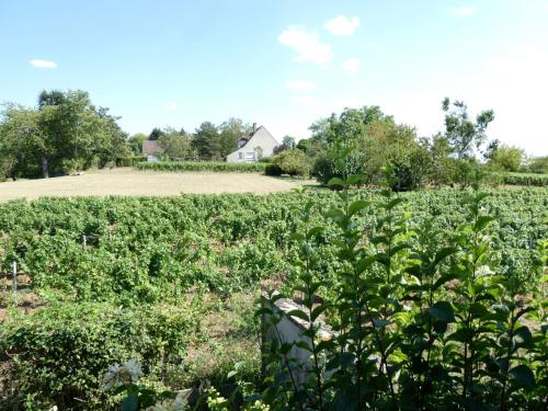 Вид, Chez voisine - entre la Loire et le vignoble in Пуллі-сюр-Луар