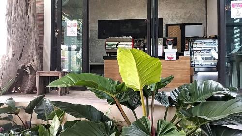 Atchada Chiang Mai @Shada Chiang Mai - 레스토랑