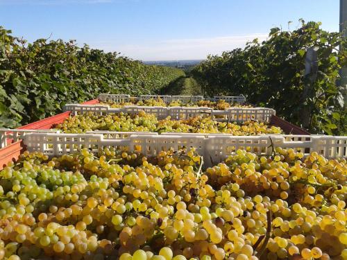 Agriturismo e Cantina La Sabbiona - image 7