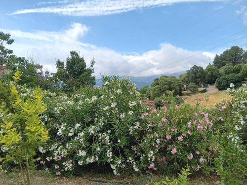 Les Accatines in Les Accates