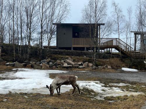 Efjord and Stetind Resort - Cabin Kulhorn in Ballangen