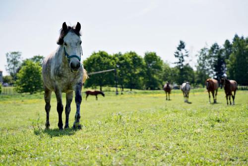 Nadwiślańska Apartments - Lipowa, 11km od Zator, Energylandia