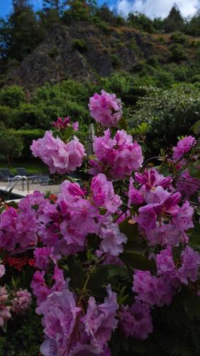 Moulin Renaudiots - Maison d'hôtes - image 14
