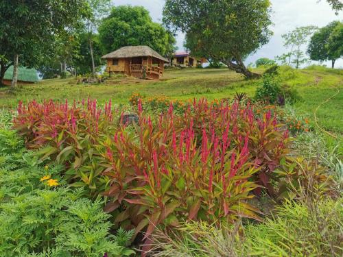 Viesnīcas āriene, Bamboo Huts Farm Stay at Humming Strawberry Farm in Bagabag