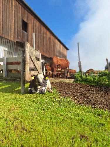 Filzenhof - Apartment - Kitzbühel