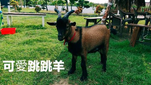 墾丁阿可休閒農莊, Kenting (foto 9)