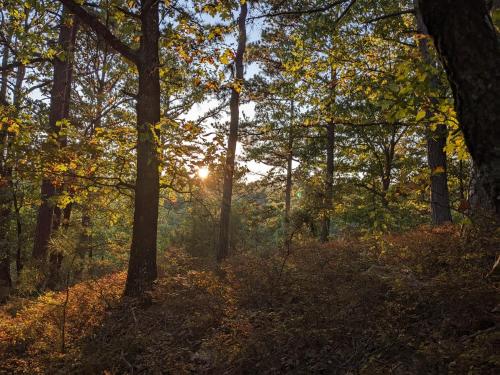 Loblolly Pines Adventure Cabin 4 King in Eureka Springs, USA