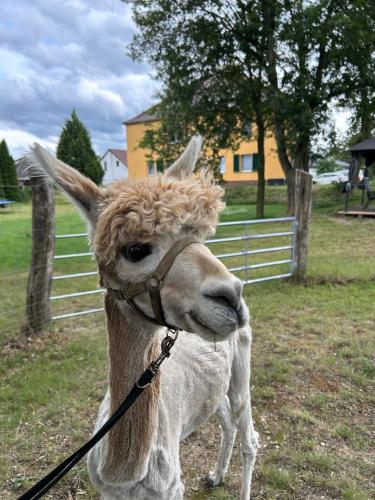 Gelbes Haus Seenland Ferienwohnungen XL in Elsterheide, Deutschland