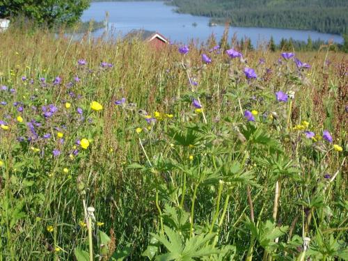 Hytte på fjellet, med mange turmuligheter ! (Hytte pa fjellet, med mange turmuligheter !) in Gol