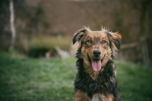 la Ferme de Vazerat in 馬西亞克