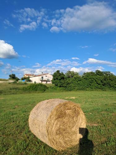 BEllA, Sinj