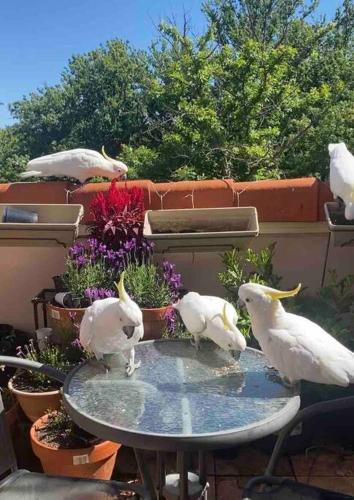 Top-floor, 3-bedroom apartment-close to CBD & ANU in Turner