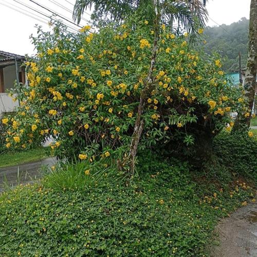 Micro casa Pedra em flor in Portal das Artes