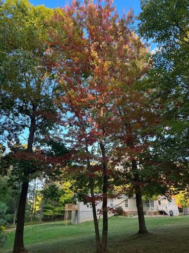 Surrounding environment, Auburn in Newell (WV)