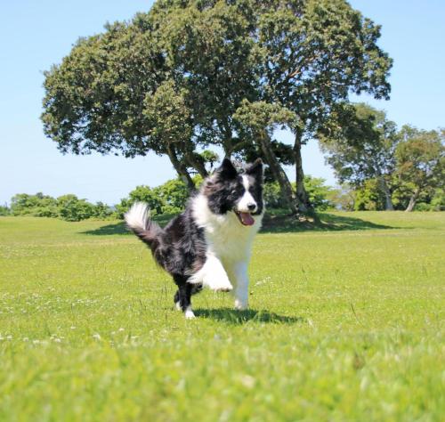 Nanki Shirahama Dog Paradise