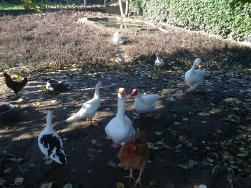 Cascina Battivacco - image 11