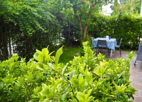 Have, Le Gardenie di Tito in Mogliano Veneto