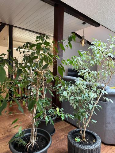 Remedium Appartements