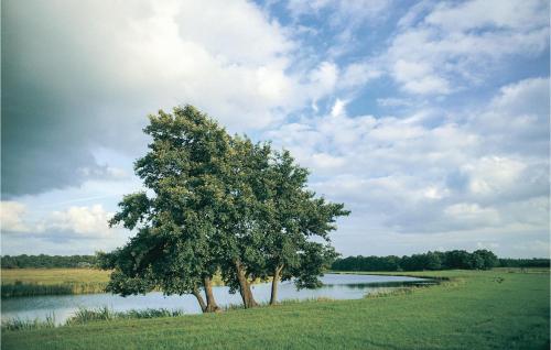 Roodborstje - image 4