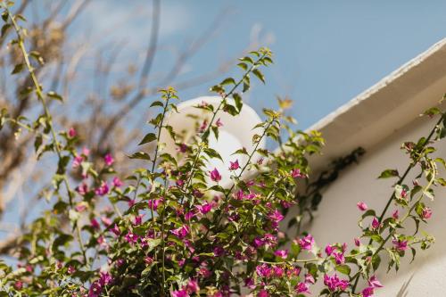 Hotel Rural Sant Ignasi - image 12