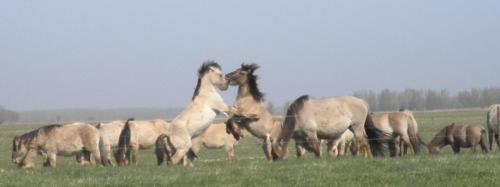 Ferienhaus Lillian mit großer Terrasse in Dongeradeel