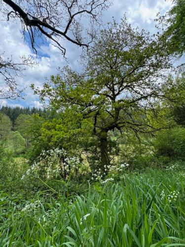 Vakantiehuisje in de Eifel dichtbij Cochem en Vulkaankraters - Duitsland (Vakantiehuis aan bosrand in Eifel nabij Cochem-Zell aan de Moezel - Dichtbij De Calmont Klettersteig) in 伊梅拉特