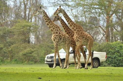 Lake Naivasha Sopa Lodge